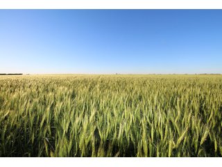 Tract 1 - Reno County, KS farmland - LAND AUCTION - 647+/- ACRES OFFERED IN 4 TRACTS IN RENO & EDWARDS COUNTY, KANSAS